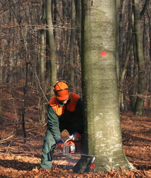 This is a photo of a tree surgeon cutting into the base of a large tree which is being felled. He is using a petrol chainsaw. The tree is about sixty inches wide. Photo taken by Loddon Tree Surgeons.