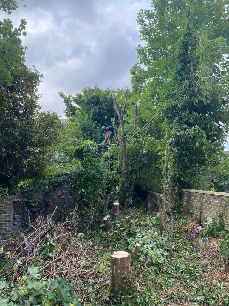 This is a photo of an overgrown garden, where the trees are being felled. Four large trees have already been felled, and there is a tree surgeon standing on the final one, about to cut it down. Photo taken by Loddon Tree Surgeons.