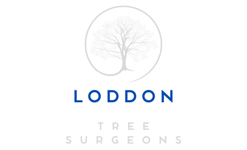 Loddon Tree Transparent Logo
